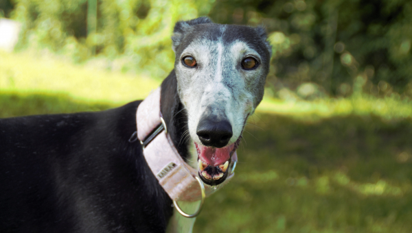 "Magda macht das schon"